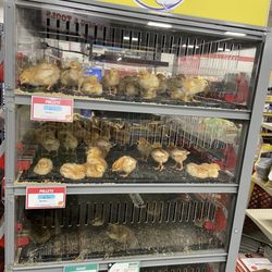Tractor Supply