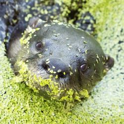 Peaceful Waters Sanctuary - Close encounters of the Otter kind.