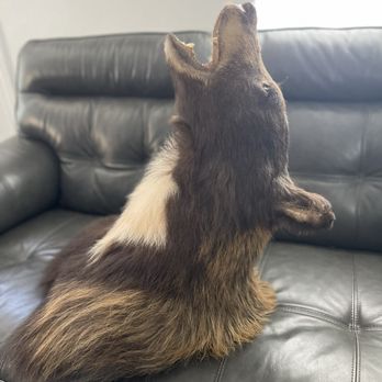 Wilderness Taxidermy - Bear mount - Taxidermy Near Me - Fremont, California Wilderness Taxidermy - Bear mount - Taxidermy Near Me - Fremont, California