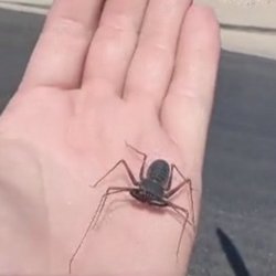 Urban Desert Pest Control - Whip Scorpion is not a scorpion and has no whip