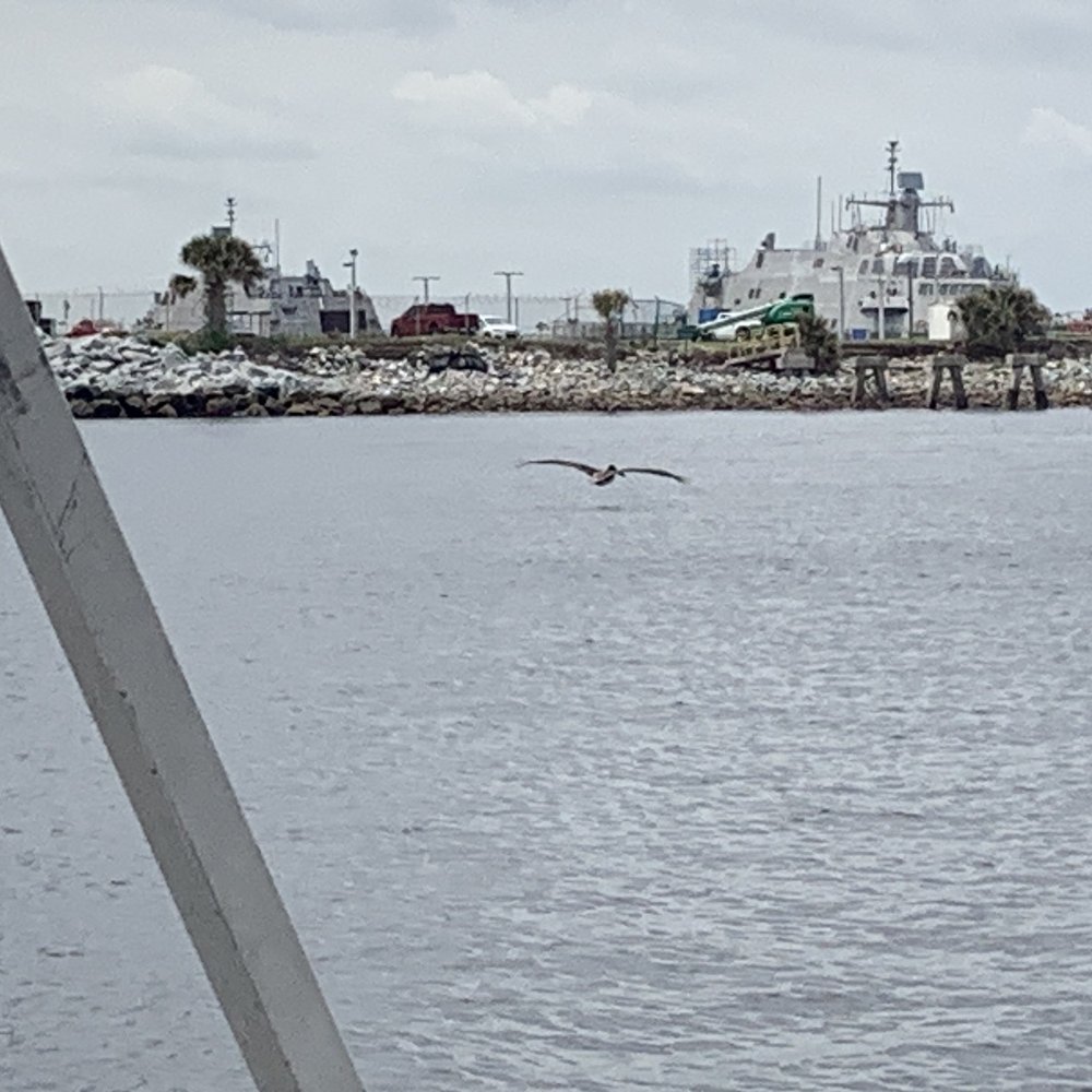Lucky Dolphin Tours - Bird hunting - Boat Tours Near Me - Jacksonville, Florida Lucky Dolphin Tours - Bird hunting - Boat Tours Near Me - Jacksonville, Florida