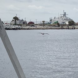 Lucky Dolphin Tours - Bird hunting