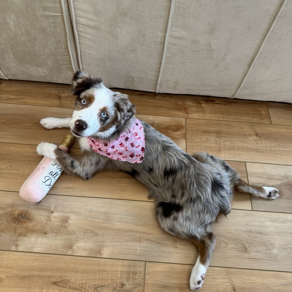 Cozy Pet Supplies - Pet Stores Near Me - Upland, California Cozy Pet Supplies - Pet Stores Near Me - Upland, California