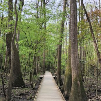 Congaree National Park - Taking a stroll on the Boardwalk Trail. - Parks Near Me - Hopkins, South Carolina