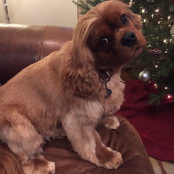 JK Grooming - Pet Groomers Near Me - Denver, Colorado