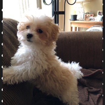Village Pet Shop - Village pets Amish.  3 months old Maltipoo female Baby - Pet Stores Near Me - Williamstown, New Jersey