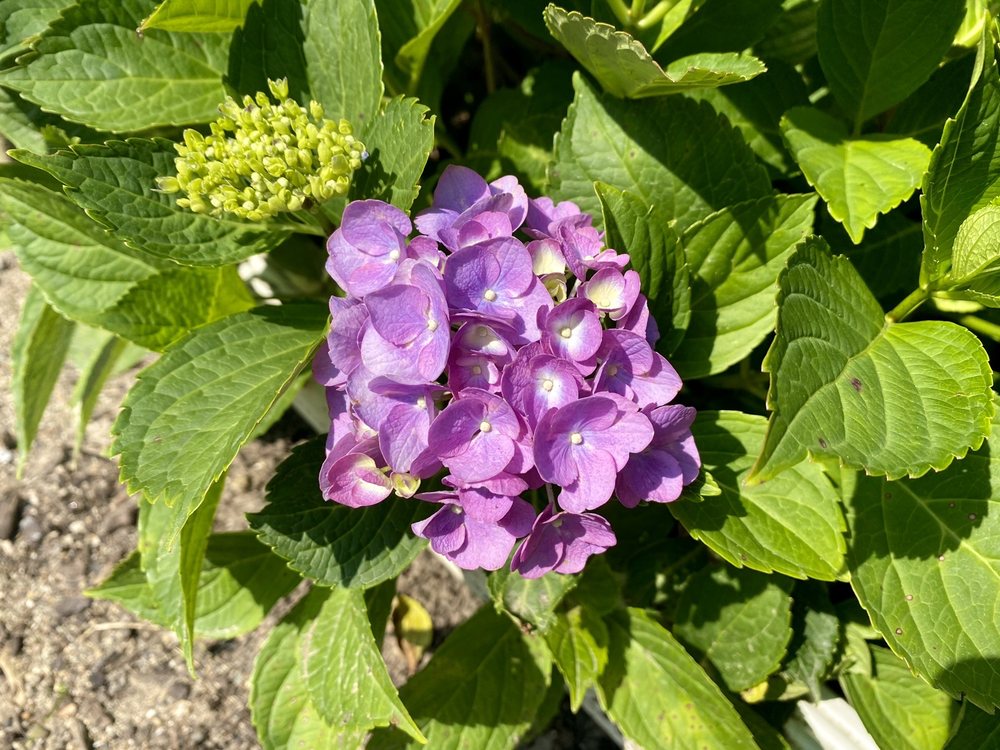 KURTZ BROS MULCH & SOILS Updated September 2024 6125 Westerville Rd