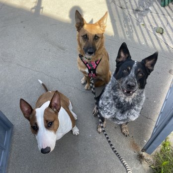 Dogfather Dog Institute - Walnut with Zeke and Penny! - Pet Training Near Me Dogfather Dog Institute - Walnut with Zeke and Penny! - Pet Training Near Me