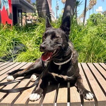 OffLeash SoCal - Pet Training Near Me - Santa Monica, California