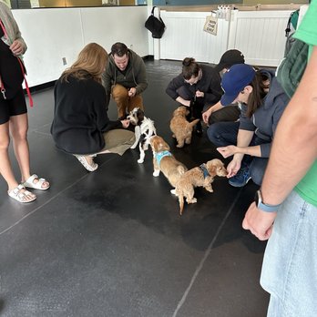 Karma Dog Training - Pet Training Near Me