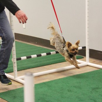 Unlimited Pawsibilities - Brady during our Small Breed AKC Fit Dog Club - Pet Training Near Me - Terre Haute, Indiana Unlimited Pawsibilities - Brady during our Small Breed AKC Fit Dog Club - Pet Training Near Me - Terre Haute, Indiana