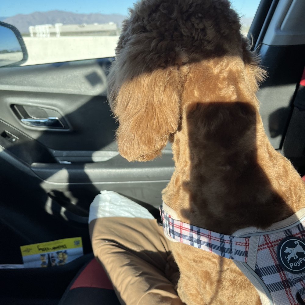 Calling All Paws - Flossy - Pet Groomers Near Me - Las Vegas, Nevada Calling All Paws - Flossy - Pet Groomers Near Me - Las Vegas, Nevada