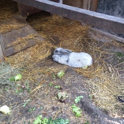 Zum alten Zollhaus - Eines der vielen Tiere