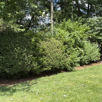 Flores Landscaping Services - Before hedges were trimmed - Landscaping Near Me - Woodbridge, Virginia