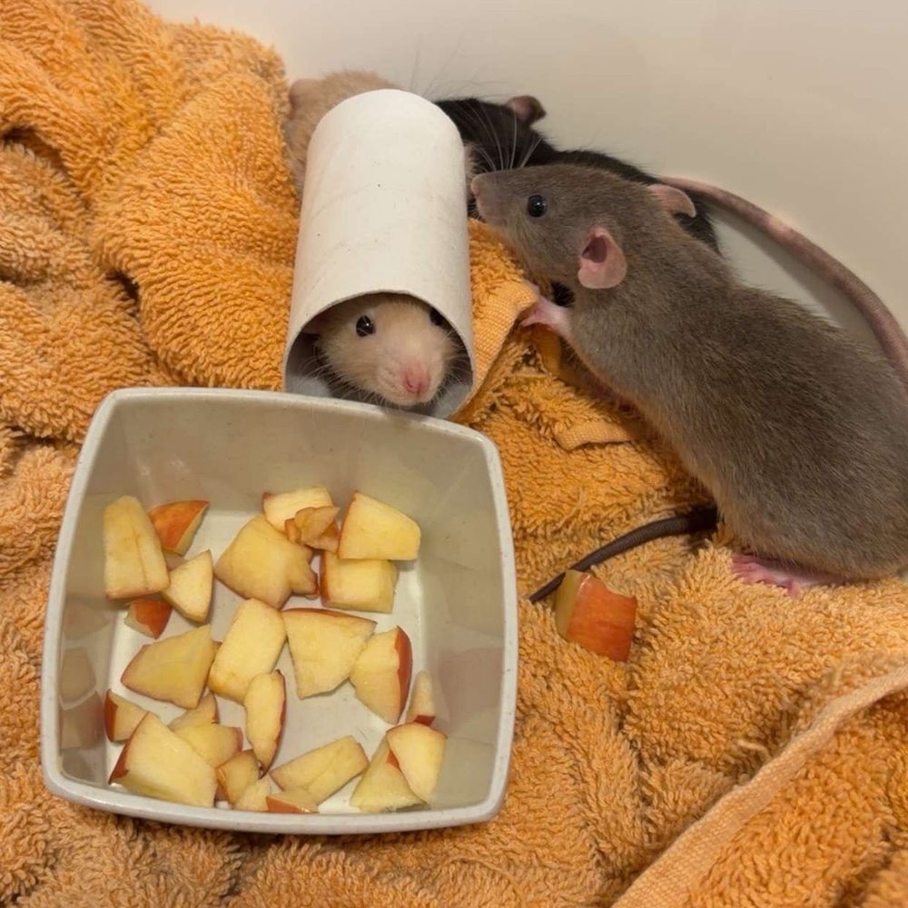 Squeakin Pups Rattery - Rats - Pet Breeders Near Me - El Cajon, California Squeakin Pups Rattery - Rats - Pet Breeders Near Me - El Cajon, California