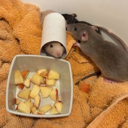 Squeakin Pups - Rats