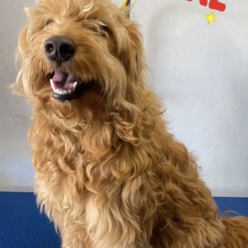 Paws in Motion DB - Before groom - Pet Groomers Near Me Paws in Motion DB - Before groom - Pet Groomers Near Me