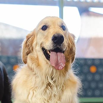 Dogtopia - Pet Groomers Near Me - Sinking Spring, Pennsylvania