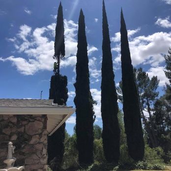 Four Aces Tree Service - Tree Services Near Me - Bakersfield, California Four Aces Tree Service - Tree Services Near Me - Bakersfield, California