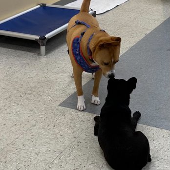 Sergeant Sniffers - At Dash's meet and greet. - Pet Groomers Near Me - Blasdell, New York