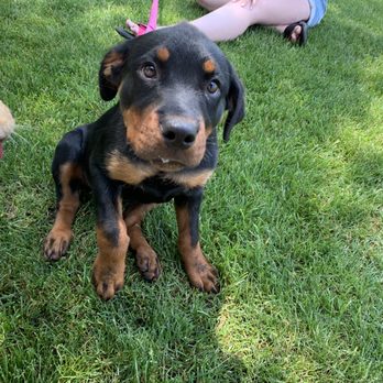 Canine Body and Mind - Socializing at our Doggy Ice Cream Social - Veterinarians Near Me - Granger, Indiana