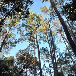 Lake Kissimmee State Park