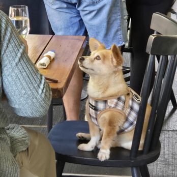 Sweet Bacon Cafe - This place is for the dogs ;) - Breakfast & Brunch Near Me - Portland, Oregon