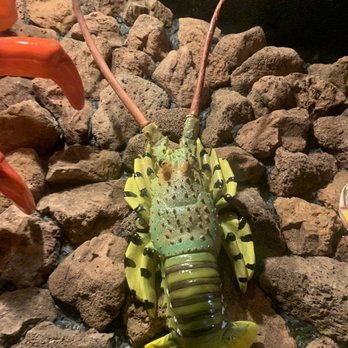 Hungry Crab - Seafood Near Me - Davenport, Florida