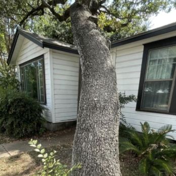 A Cut Above Tree Service - Oak Tree - Tree Services Near Me A Cut Above Tree Service - Oak Tree - Tree Services Near Me