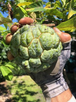 Ready-to-Grow Gardens by null