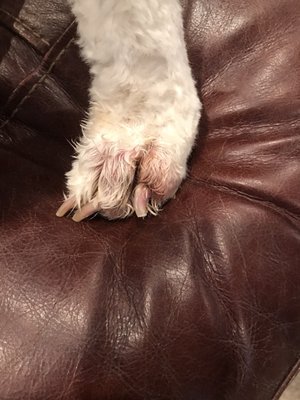 salon versace dog wash and grooming