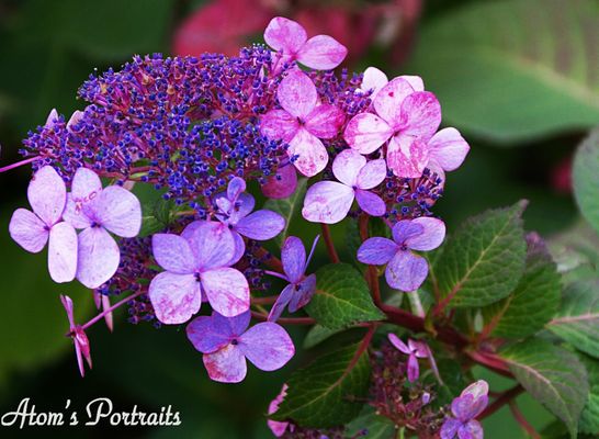 Atlanta Botanical Garden by null