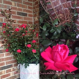 Special live rose. Beautiful! Special live rose. Beautiful!