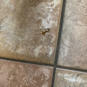 Black Bear Diner Hanford - The cockroach that tried to escape. - American Near Me - Hanford, California Black Bear Diner Hanford - The cockroach that tried to escape. - American Near Me - Hanford, California