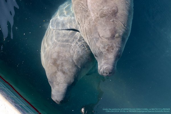 CARIBBEAN MANATEE CONSERVATION CENTER - Dr. John Will Harris St 500