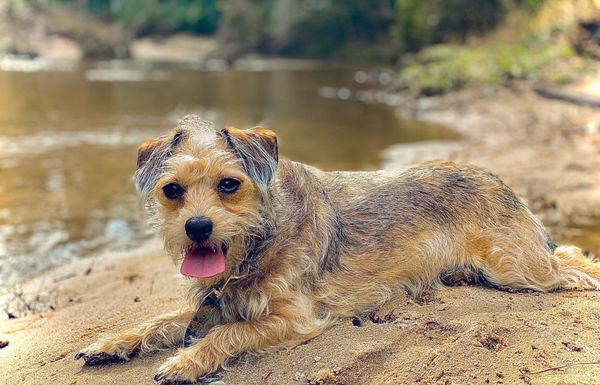 Lake Houston Wilderness Park by null