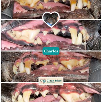 Clean Bites Pet Services - One dog's before and after - Veterinarians Near Me - Pembroke Pines, Florida Clean Bites Pet Services - One dog's before and after - Veterinarians Near Me - Pembroke Pines, Florida