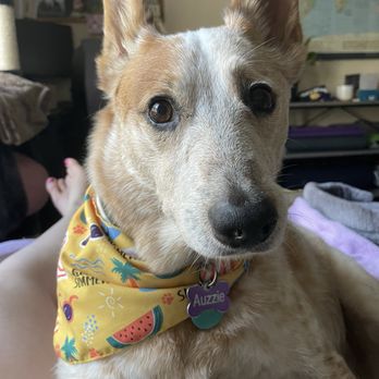 Pure Pawsh - A freshly groomed good boy. He smelled fantastic and was so soft and well taken care of during!! - Pet Stores Near Me - San Diego, California Pure Pawsh - A freshly groomed good boy. He smelled fantastic and was so soft and well taken care of during!! - Pet Stores Near Me - San Diego, California