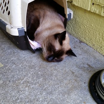 Petco - My pet potbelly pig! - Pet Training Near Me - Kailua Kona, Hawaii