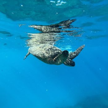 Captain Max Boat Tours - Turtles - Boat Tours Near Me - Honolulu, Hawaii