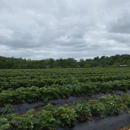 Strawberry fields