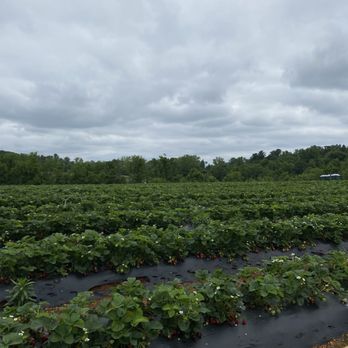 Wegmeyer Farms - Strawberry fields - Do-It-Yourself Food Near Me - Hamilton, Virginia