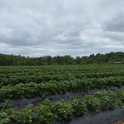 Wegmeyer Farms - Strawberry fields