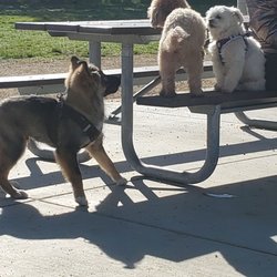 Conejo Creek Dog Park - This morning