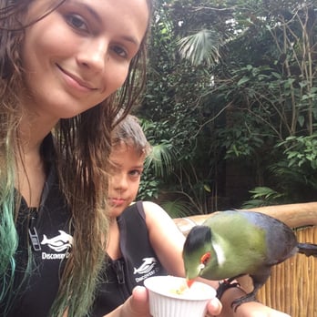 Discovery Cove - Free bird food in the aviary! - Amusement Parks Near Me - Orlando, Florida Discovery Cove - Free bird food in the aviary! - Amusement Parks Near Me - Orlando, Florida