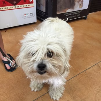 Ufuria - Before picture - Pet Training Near Me - Rancho Cucamonga, California Ufuria - Before picture - Pet Training Near Me - Rancho Cucamonga, California