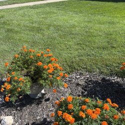 Lawn