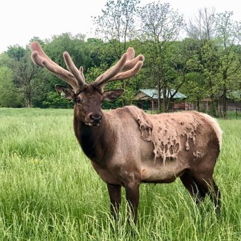 Quiet Harmony Ranch - Elk bull - Tours Near Me - New Paris, Ohio Quiet Harmony Ranch - Elk bull - Tours Near Me - New Paris, Ohio
