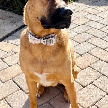Dog Squad Dog Training - Pet Training Near Me