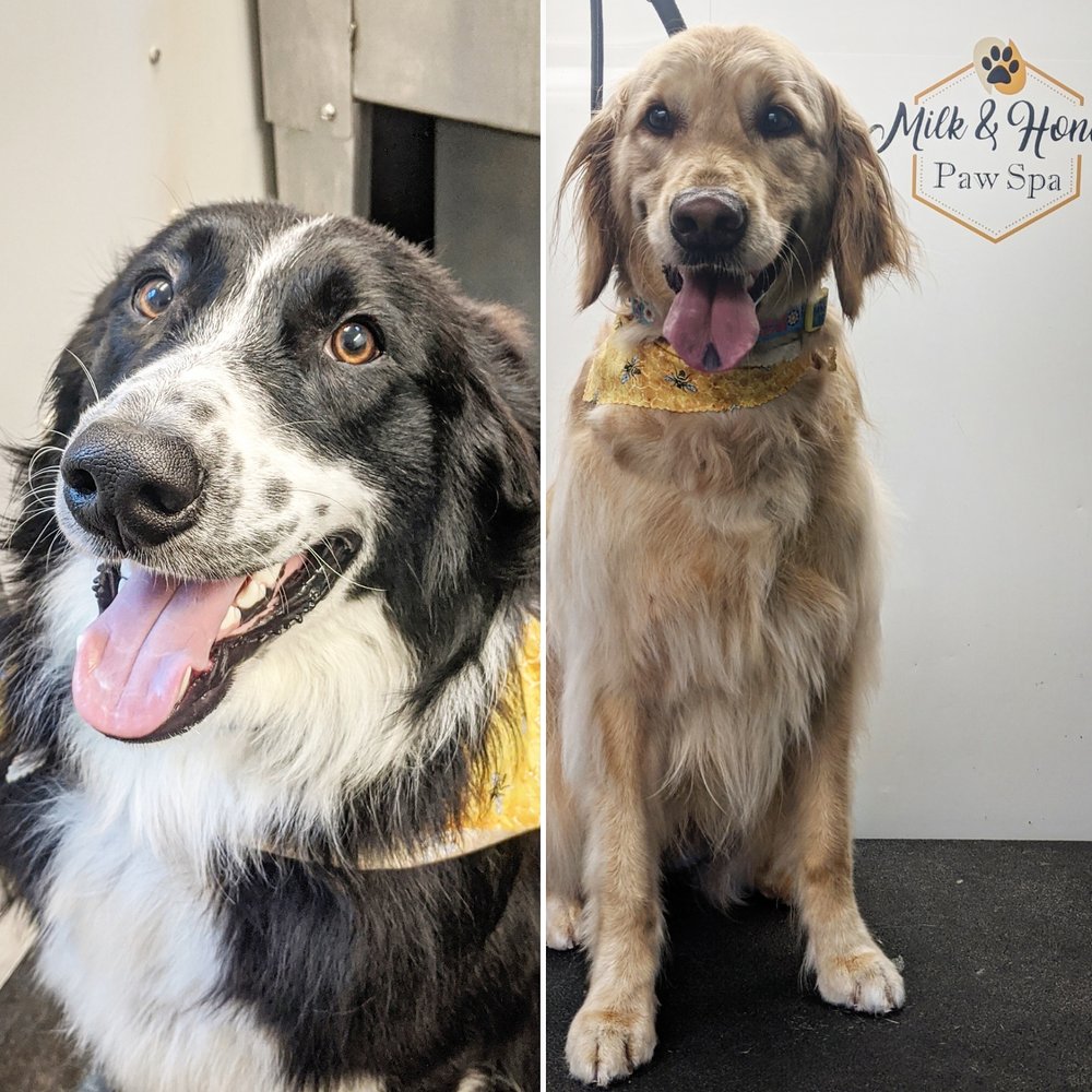 MILK & HONEY PAW SPA 117 N Main St, Dickson, Tennessee Pet Groomers